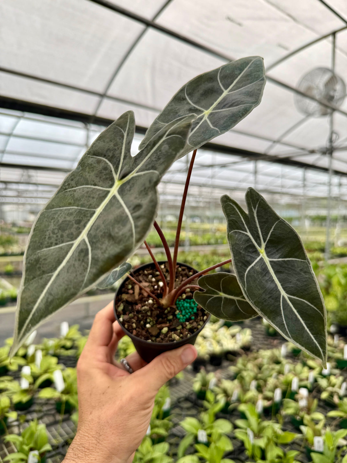 4" Alocasia ‘Dragons Tooth’