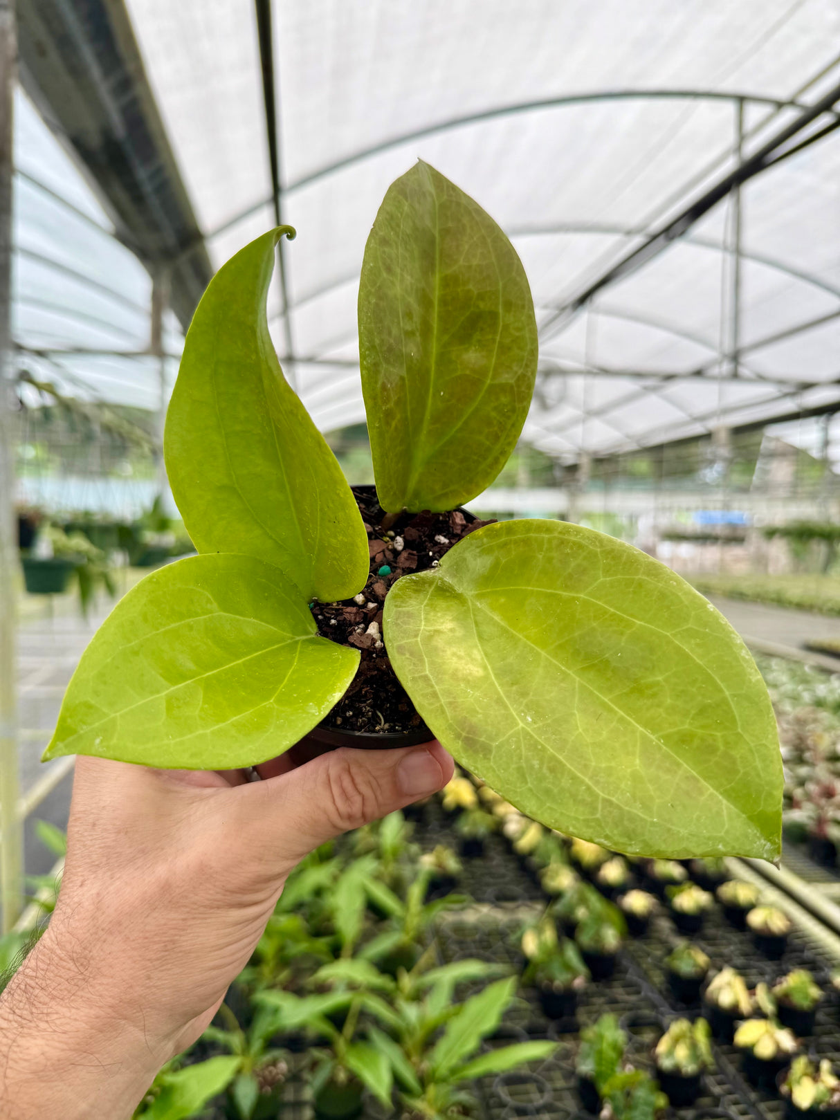 4” Hoya surigaoensis