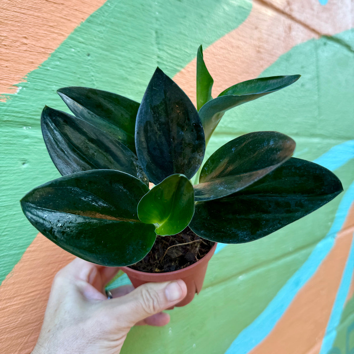 treubii pothos 4” Scindapsus treubii 'Dark Form'