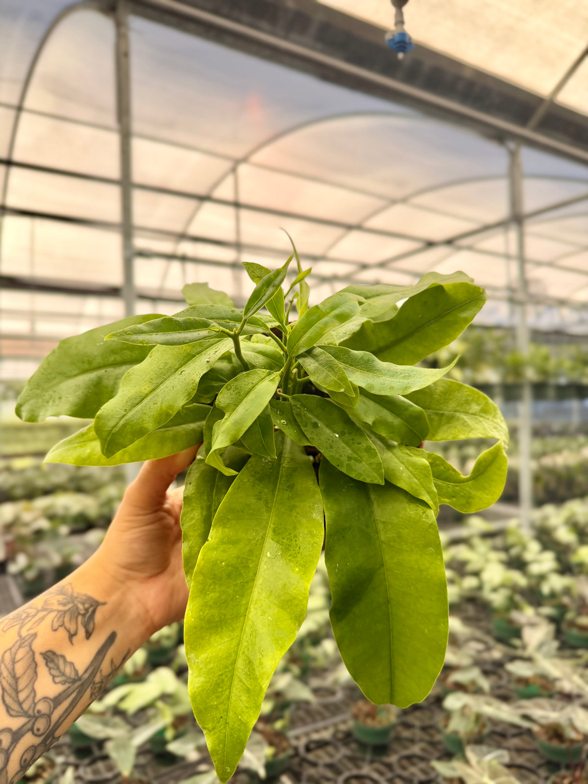 6" Hoya imperialis (pink flower) - Canopy Plant Co.