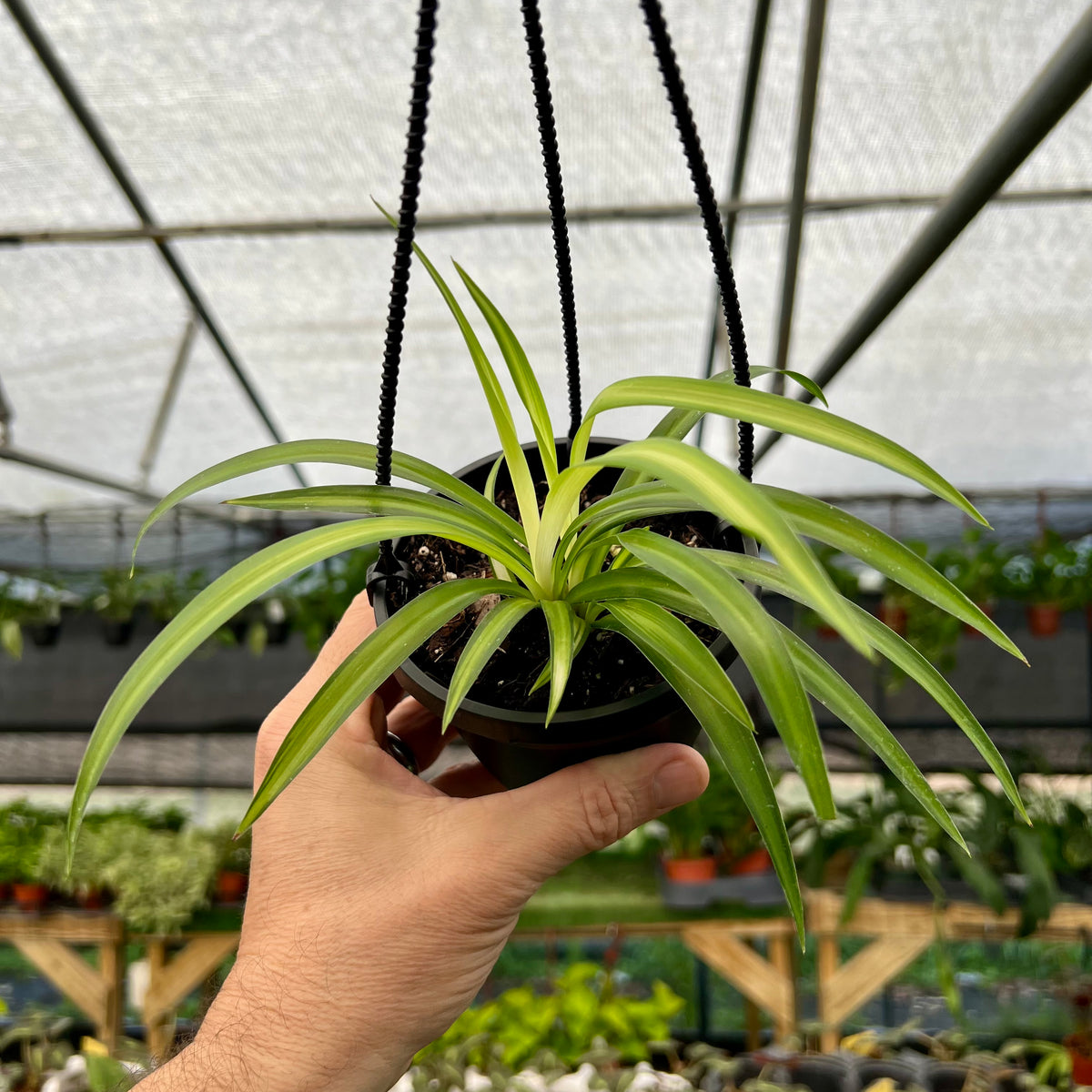 chlorophytum hawaiian 4" Spider Plant 'Hawaiian' hanging basket – Canopy Plant Co
