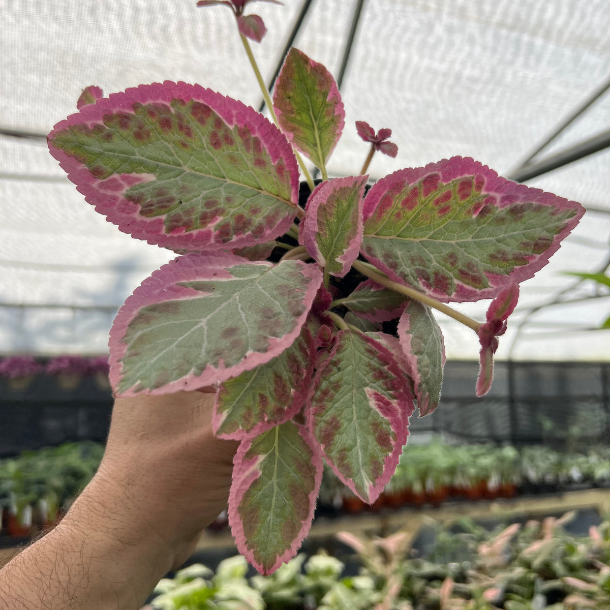 episcia plant indoor 4” Episcia Pink Brocade – Canopy Plant Co