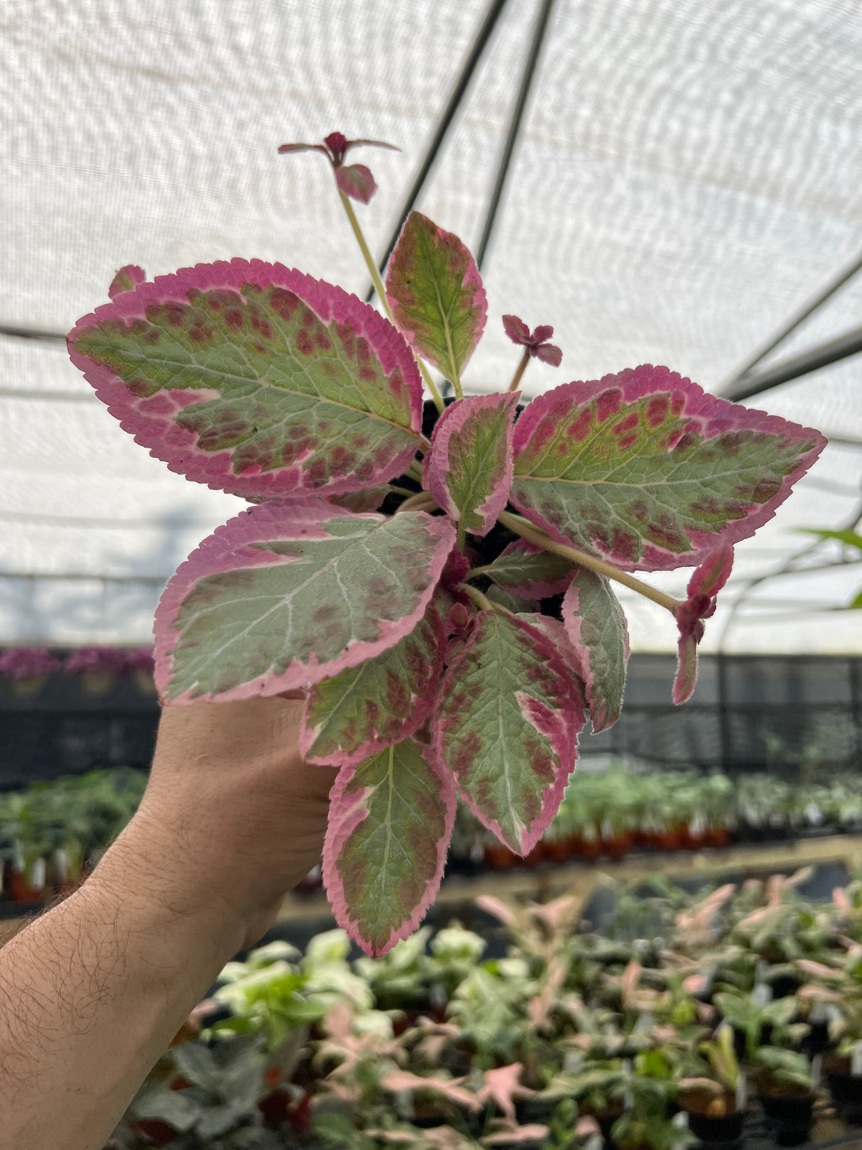 4” Episcia Pink Brocade - Canopy Plant Co.