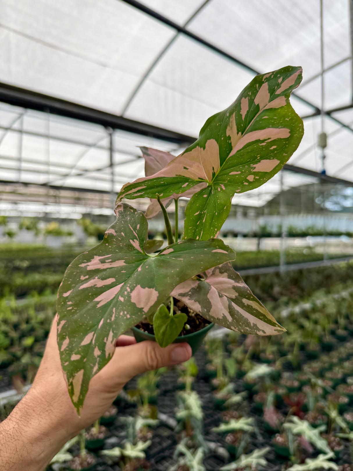 4" Syngonium ‘Pink Splash’