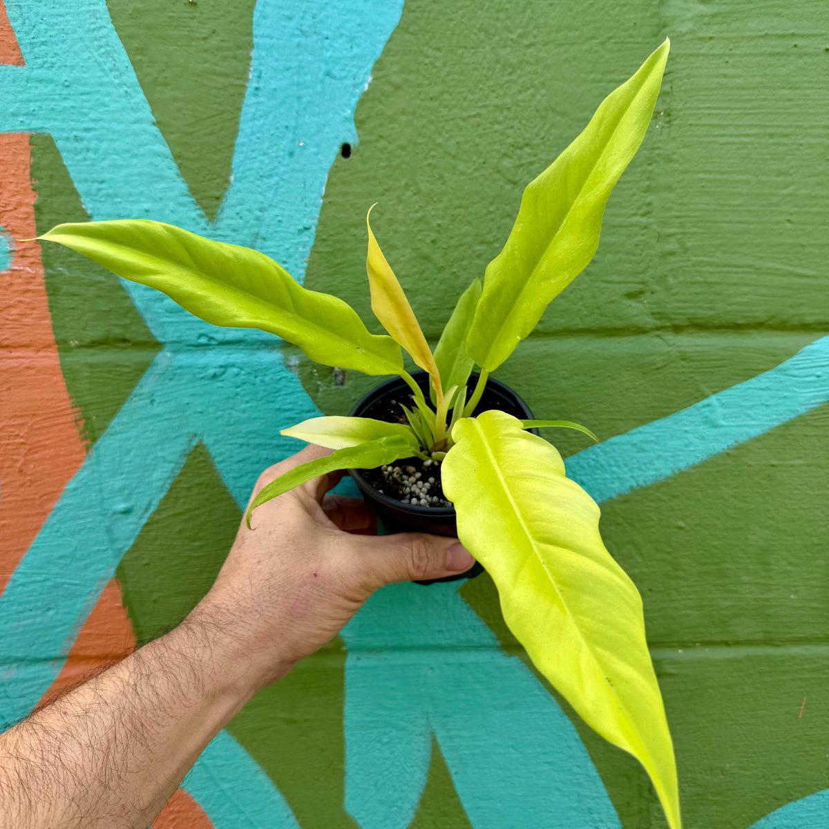 philodendron golden gator 4" Philodendron 'Golden Saw' ('Jungle Boogie' aurea/'Golden Crocodile' – Canopy Plant Co