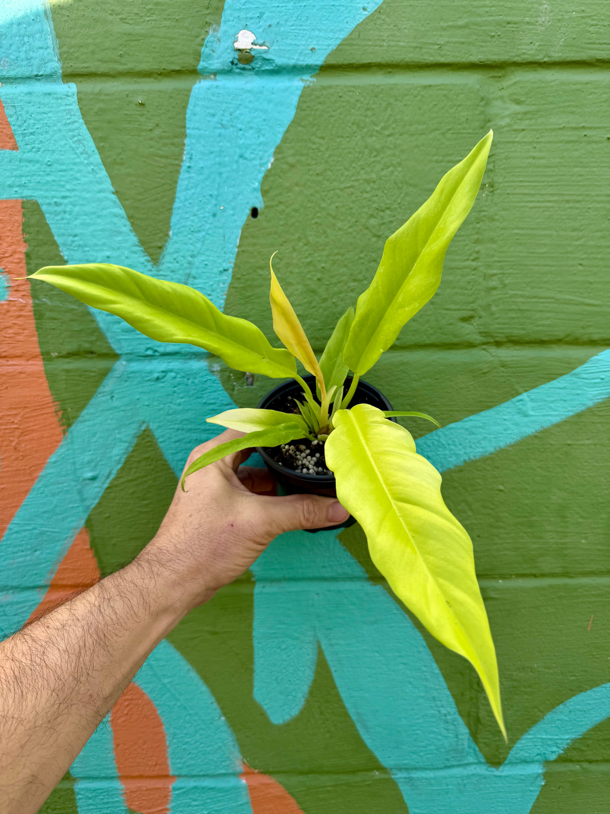 4" Philodendron ‘Golden Saw’ ('Jungle Boogie' aurea/‘Golden Crocodile’) - Canopy Plant Co.