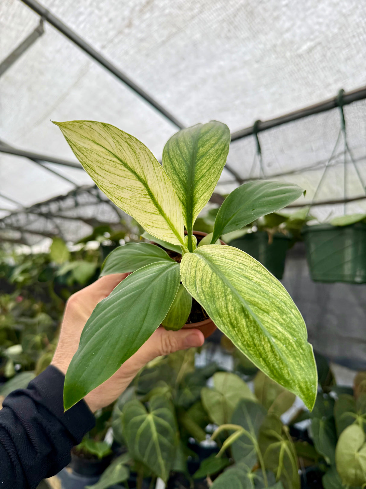 4” Spathiphyllum 'Sensation' (mint) - Canopy Plant Co.