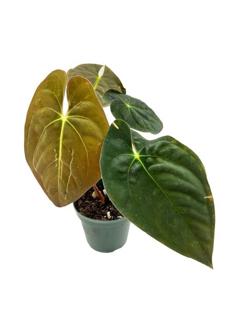 4" Anthurium papillilaminum