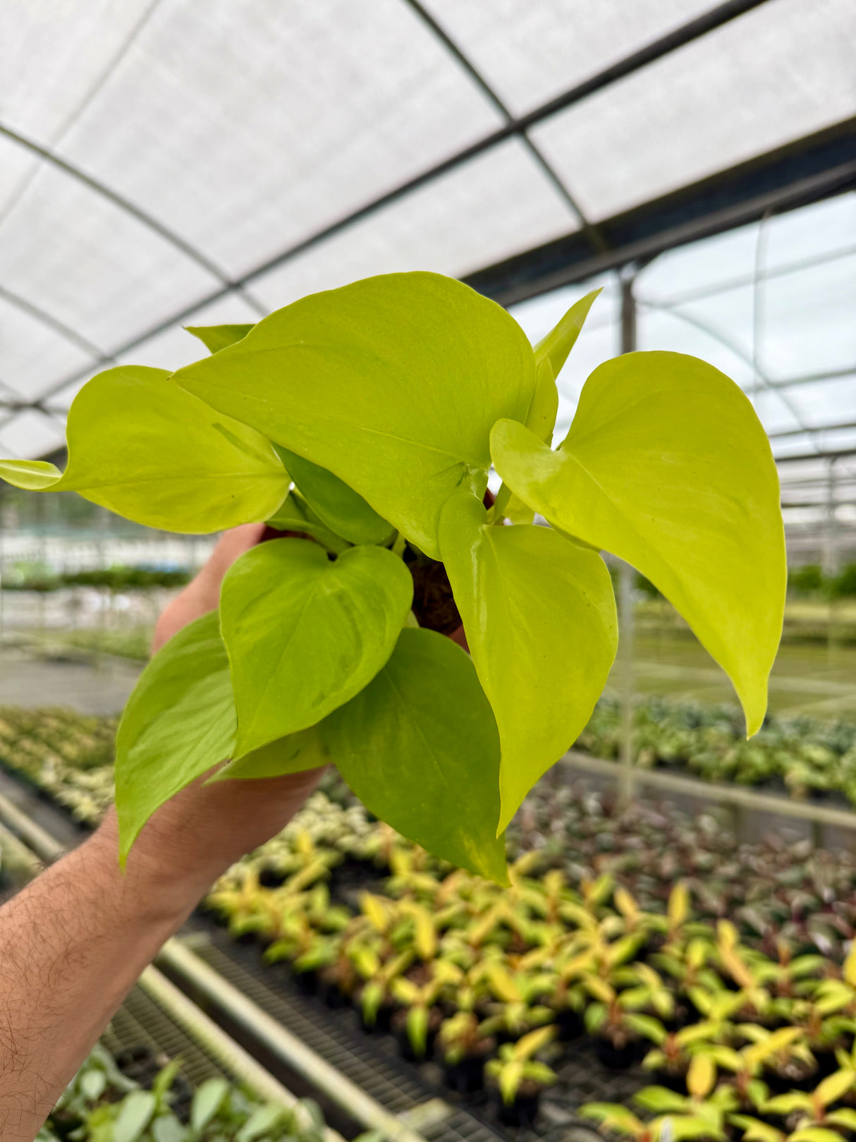 4" Pothos ‘Champs Elysees’