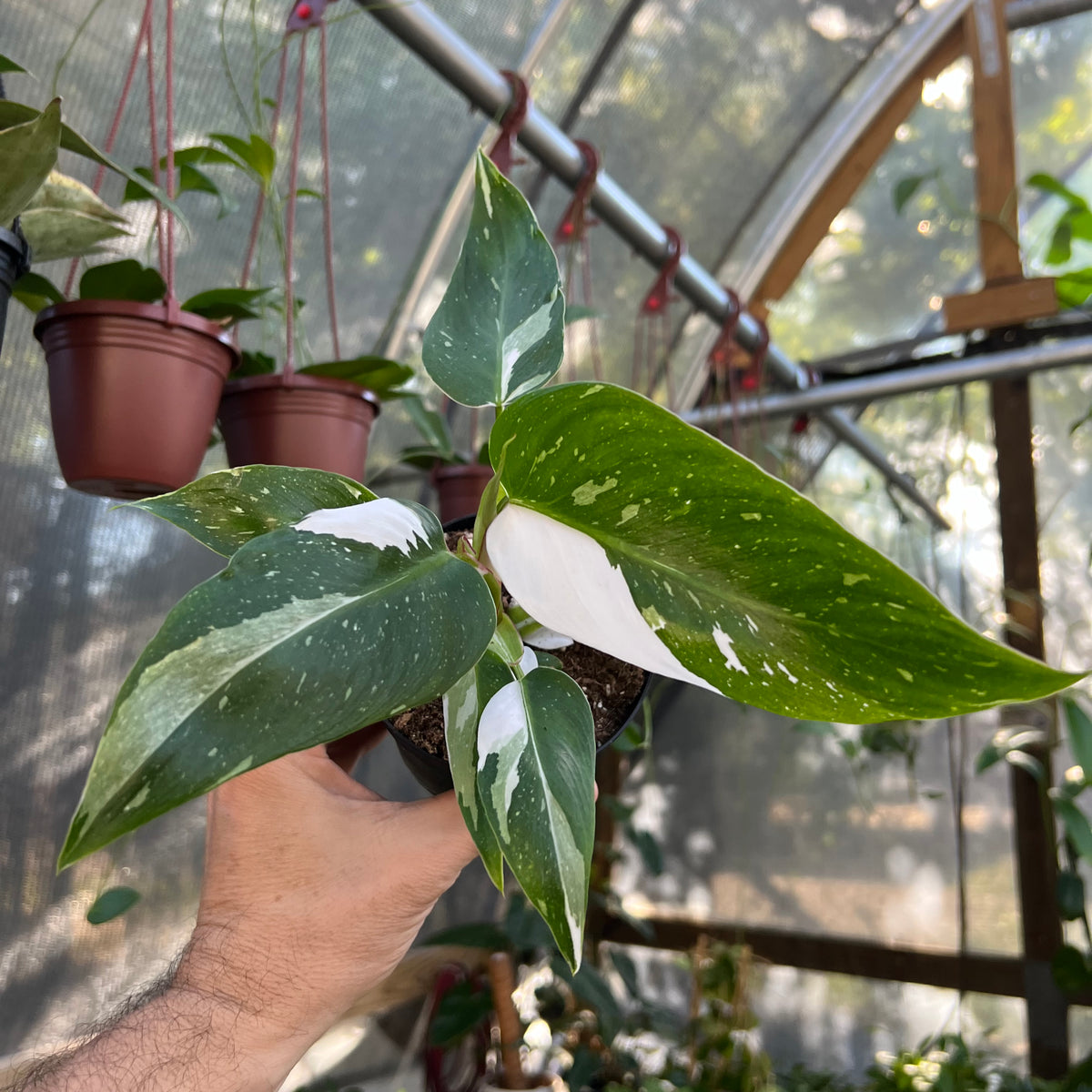 4” Philodendron 'White Princess' – Canopy Plant Co