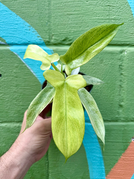 4” Philodendron ‘Florida Ghost’ - Canopy Plant Co.