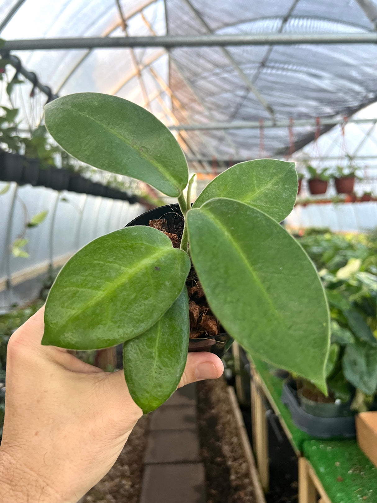 4" Hoya calycina 'Stargazer'