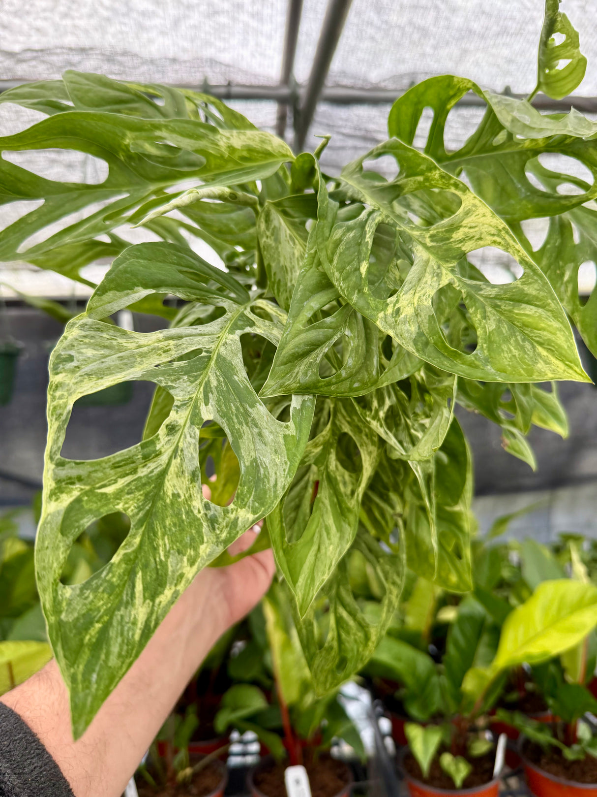6" Monstera adansonii variegated 'Mint' - Canopy Plant Co.