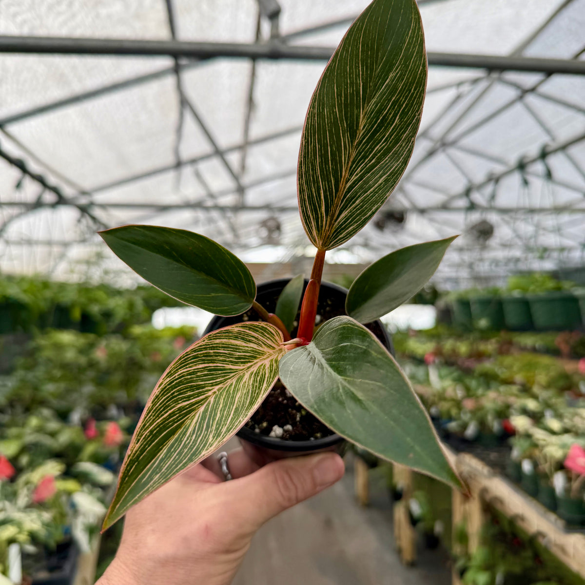 philodendron birkin flowers 4" Philodendron 'Pink Birkin' – Canopy Plant Co