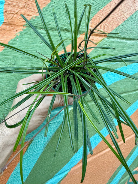 4” Hoya insularis - Canopy Plant Co.
