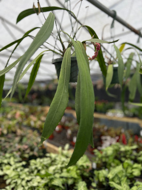 6" Anthurium vittarifolium hanging basket - Canopy Plant Co.