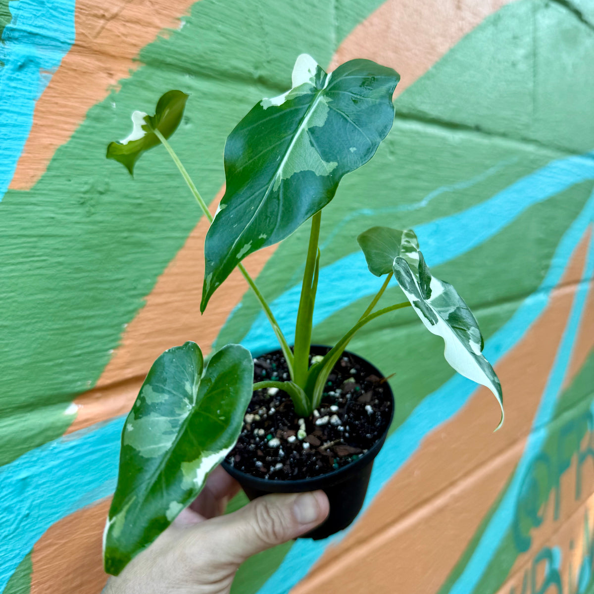 4” Alocasia odora 'Okinawa Silver'