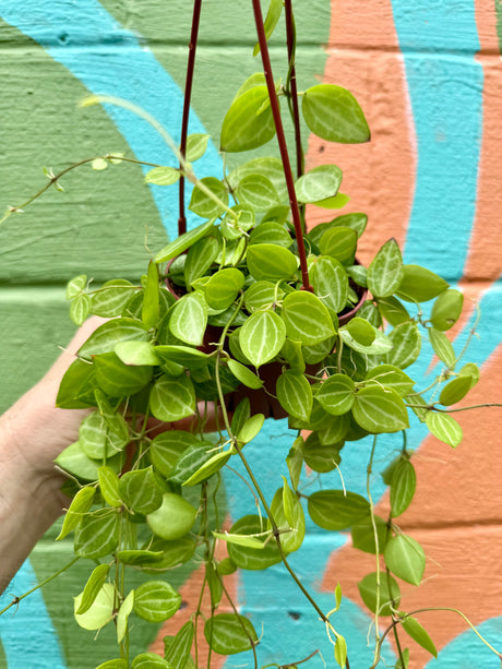 4" Dischidia ovata 'Watermelon' hanging basket - Canopy Plant Co.