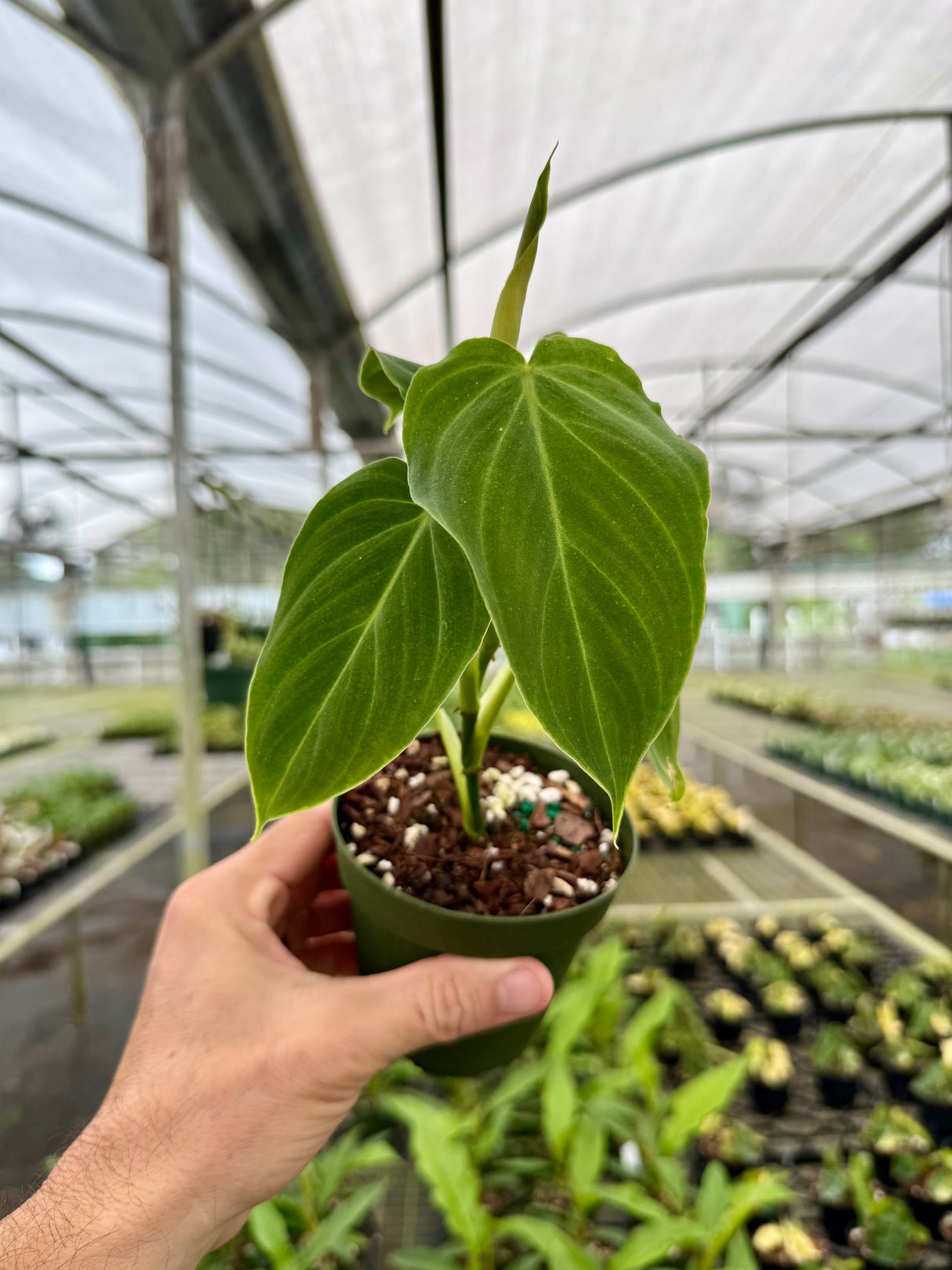 4” Philodendron ‘Splendid’