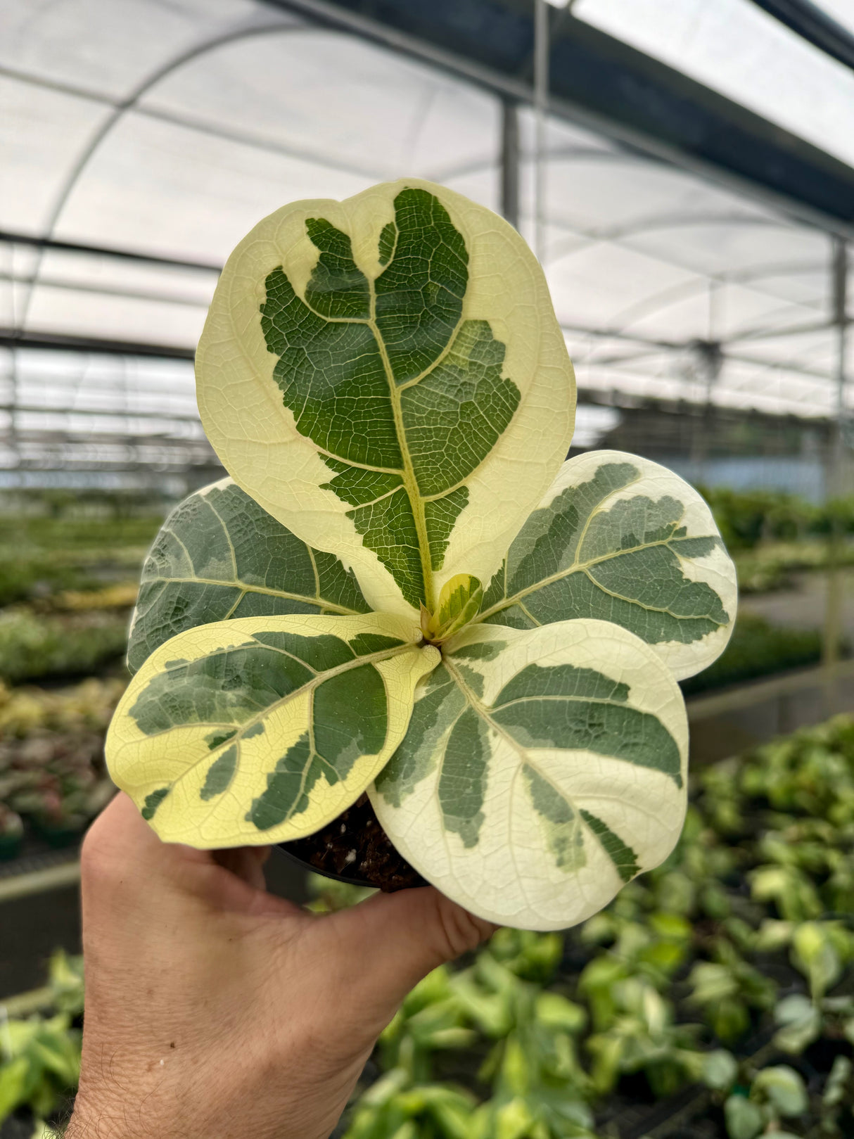 4” Ficus lyrata 'Fiddle Leaf' variegated