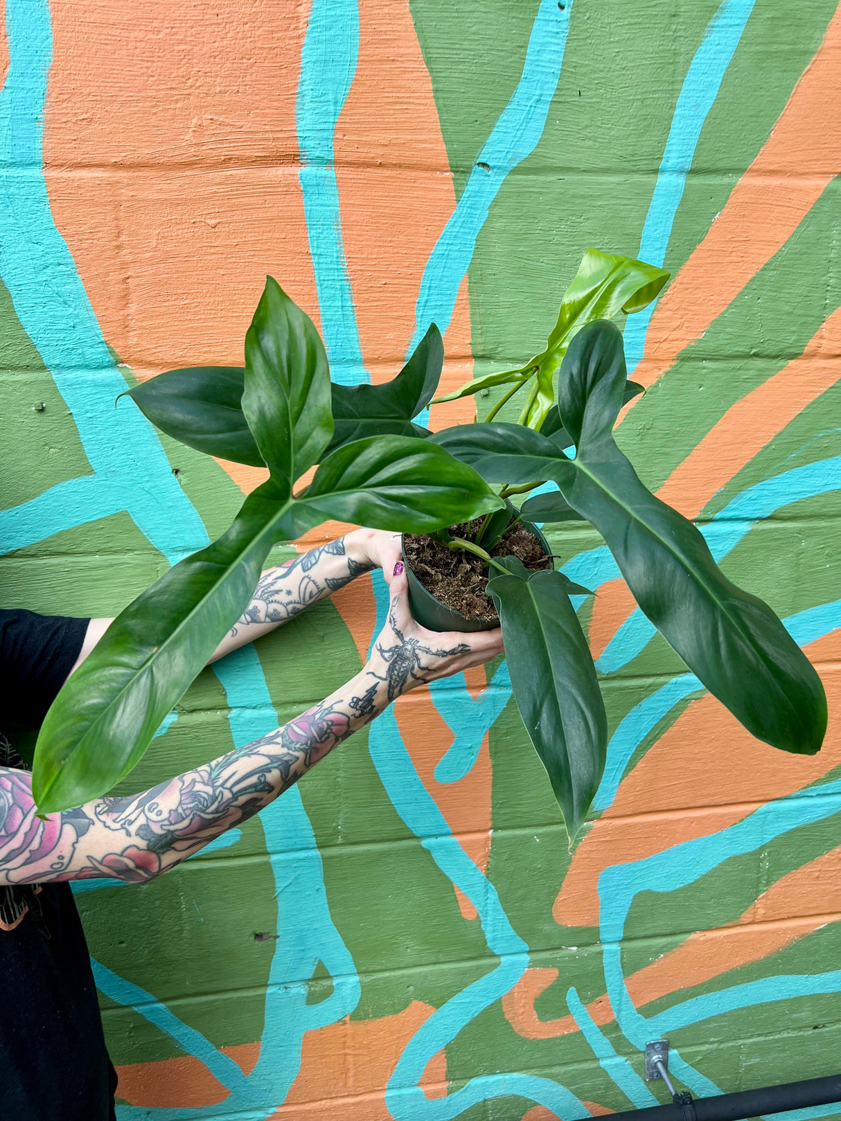 6" Philodendron 69686 (‘Bette Waterbury’) - Canopy Plant Co.