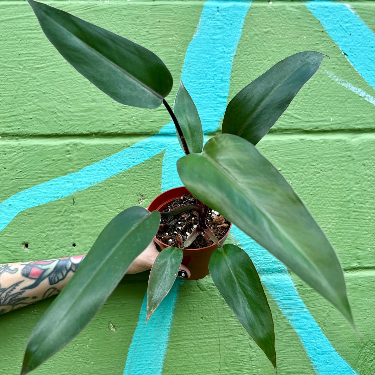 4” Philodendron 'Majesty' – Canopy Plant Co