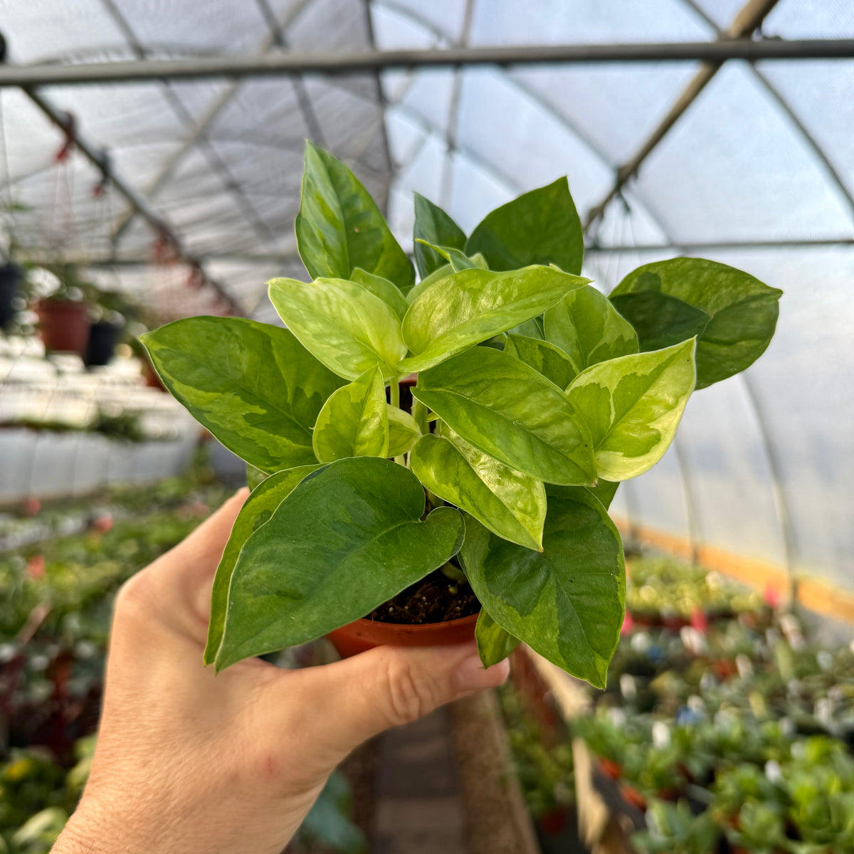 pothos global 4” Pothos 'Global Green' – Canopy Plant Co