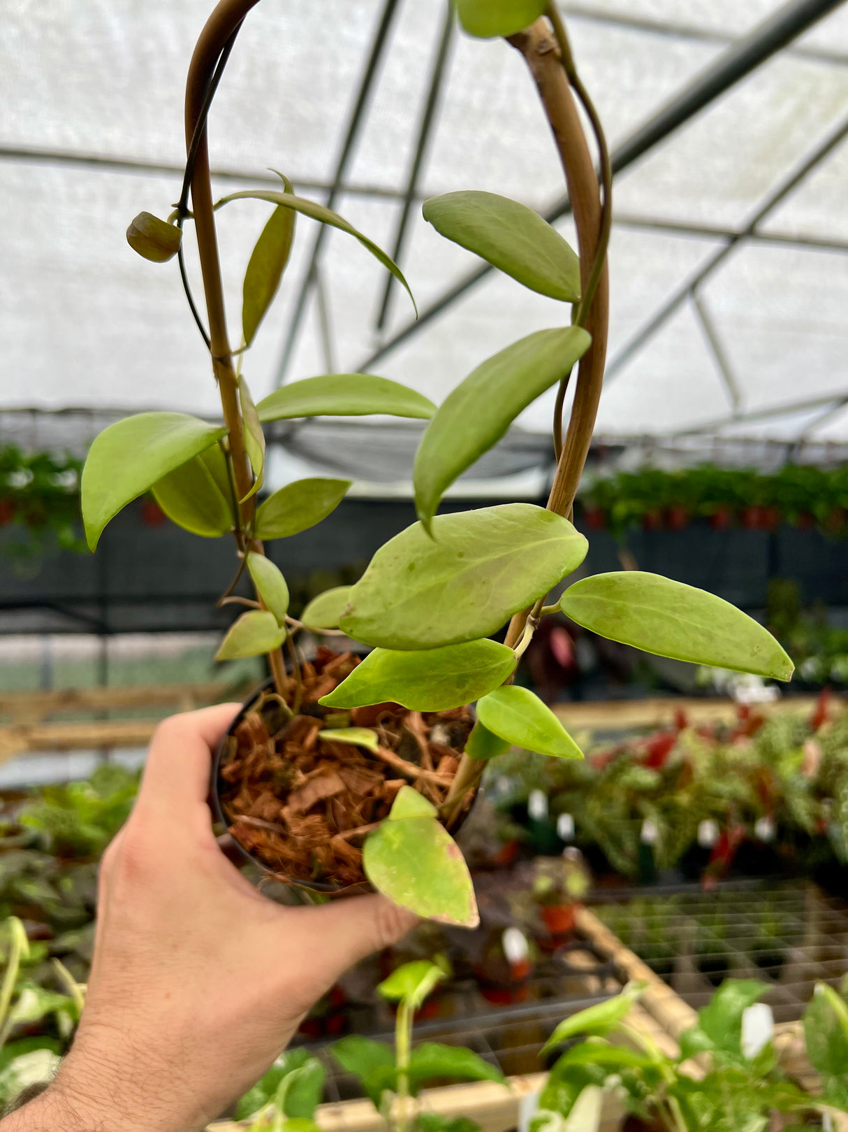 4" Hoya flavida - Canopy Plant Co.