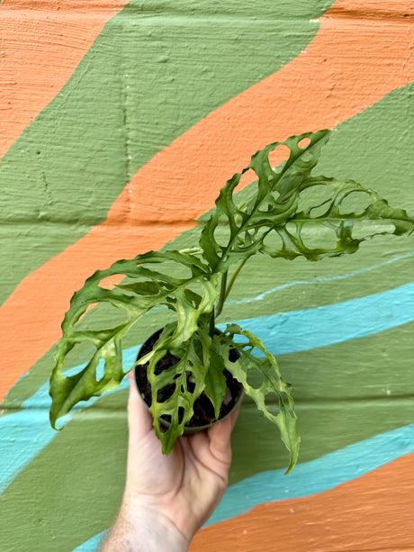 4" Monstera obliqua sp. Peru - Canopy Plant Co.