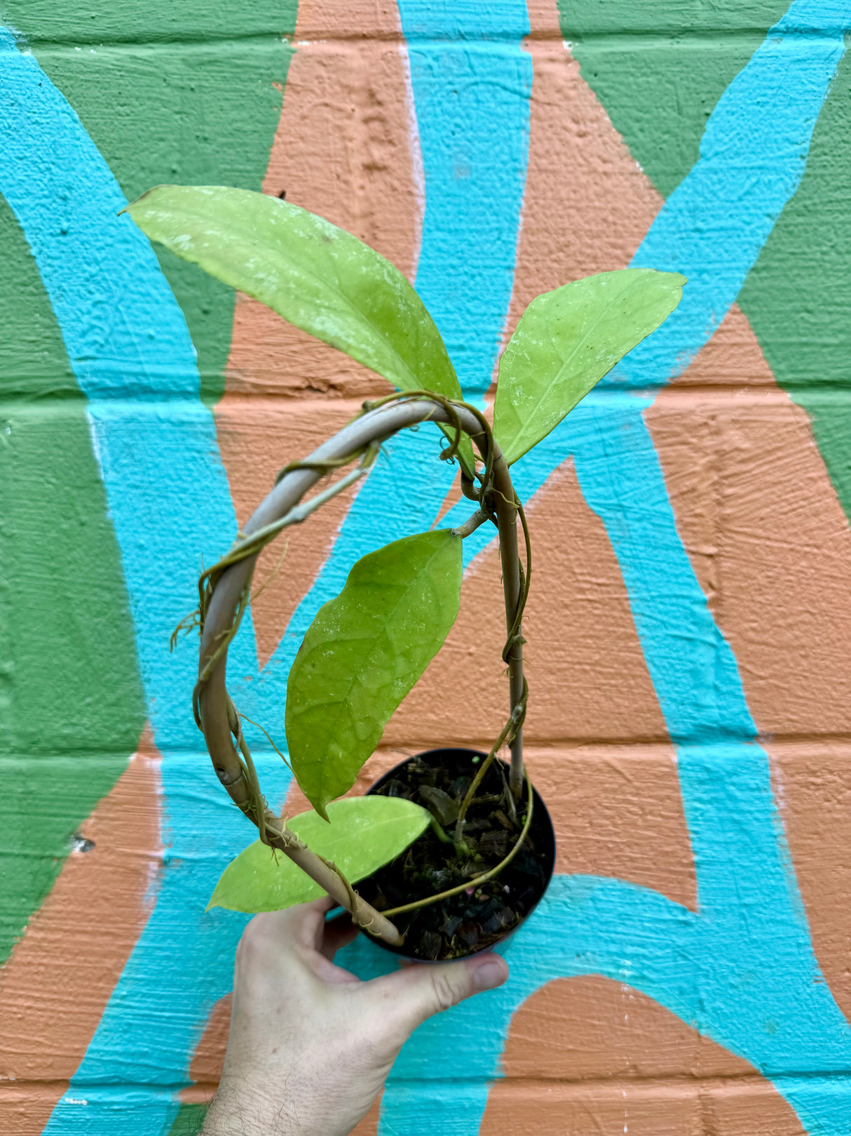 4” Hoya peninsularis 'Teddy Bear' - Canopy Plant Co.