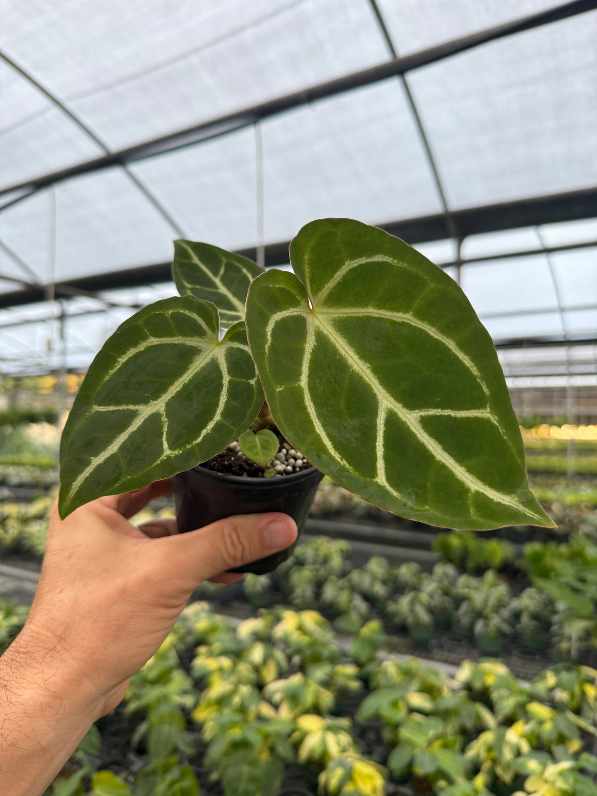 4” Anthurium magnificum x ‘Silver Blush’ - Canopy Plant Co.