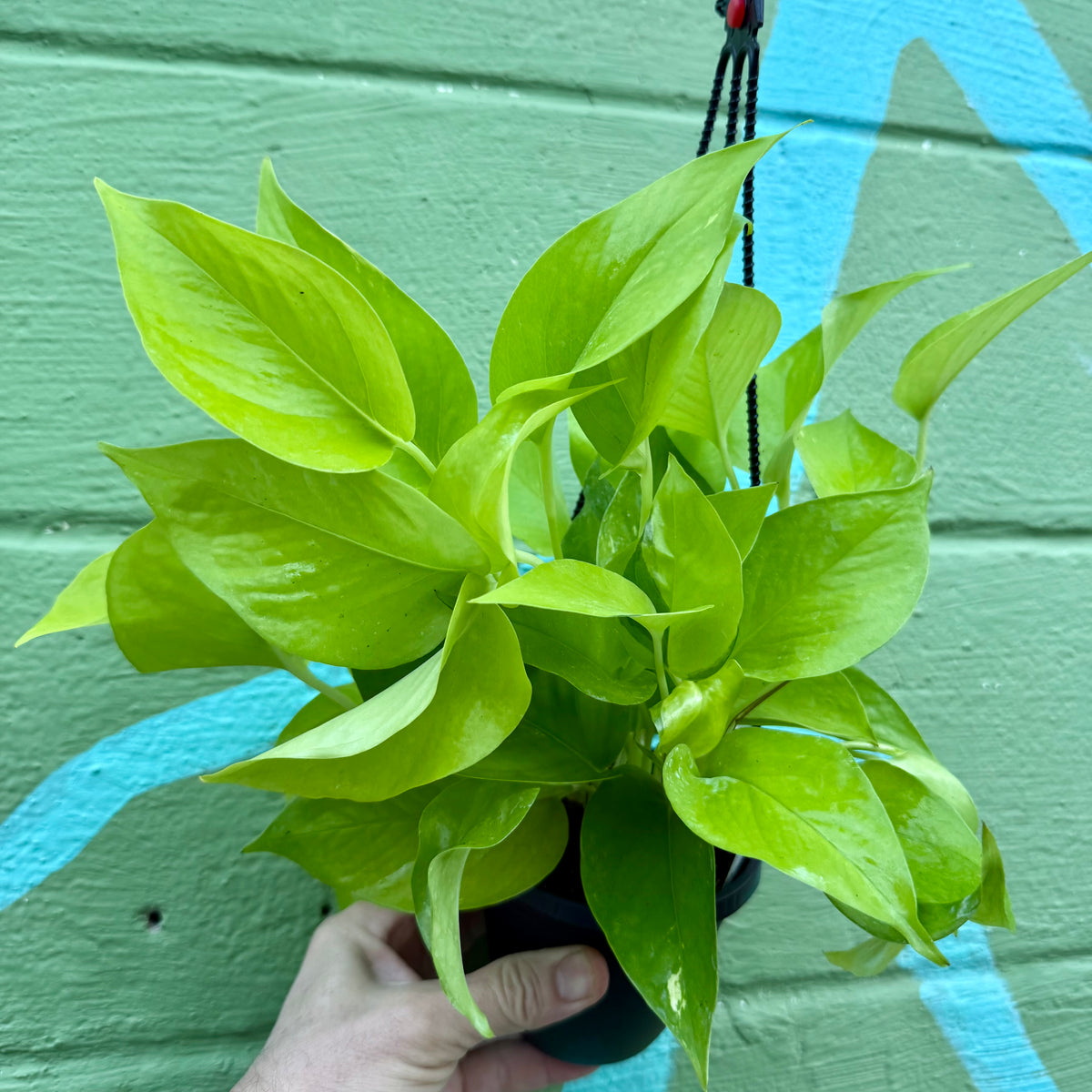 neon pothos droopy 4" Pothos 'Neon' hanging basket – Canopy Plant Co
