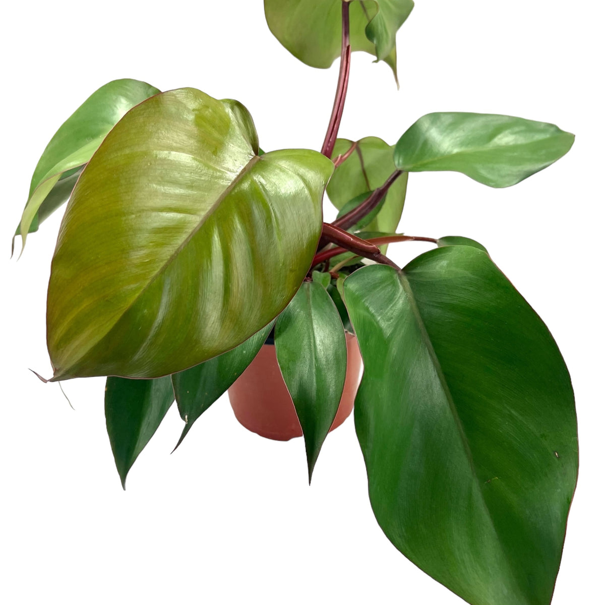 philodendron royal queen size 6" Philodendron Royal Queen – Canopy Plant Co