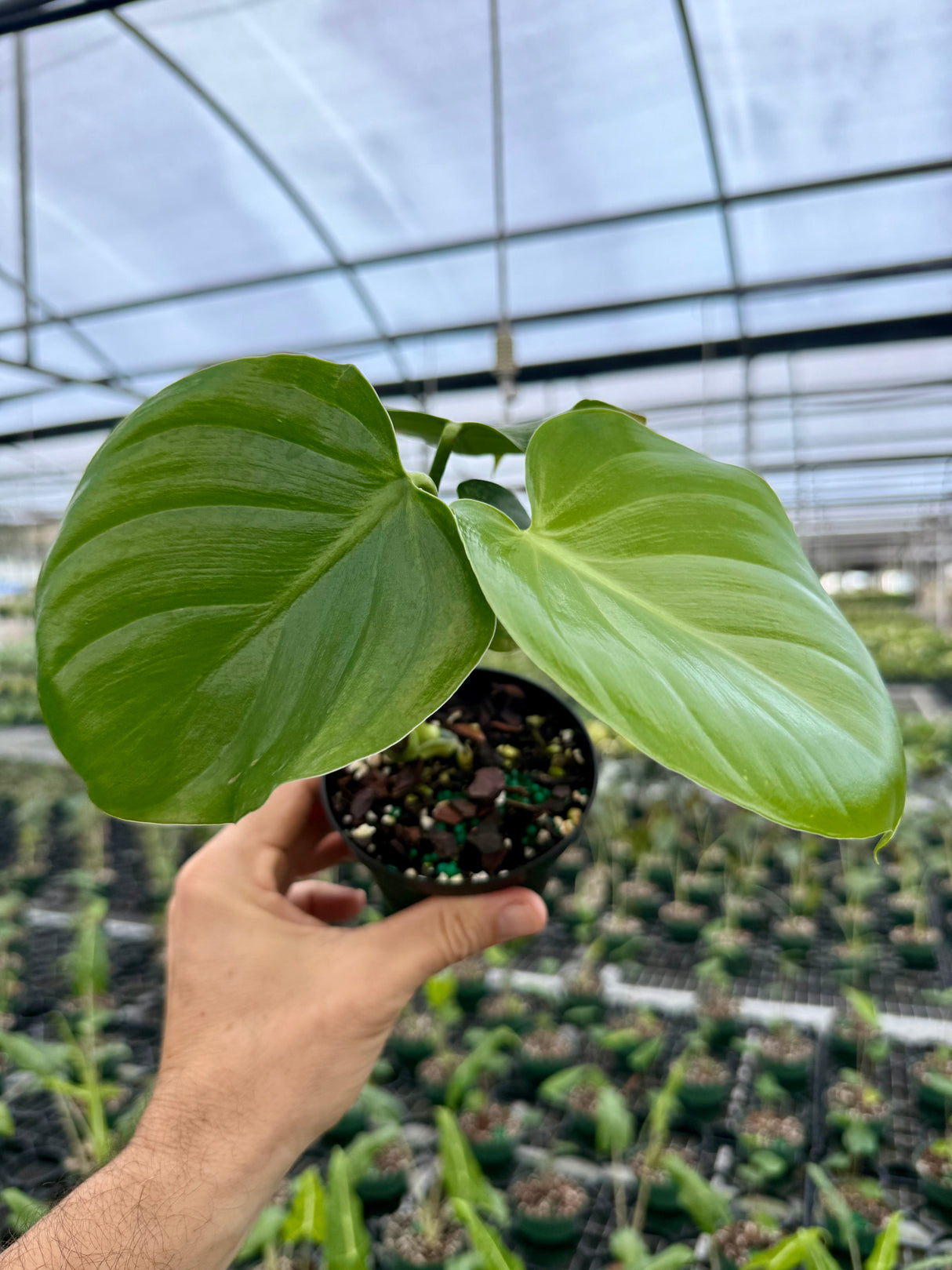 4" Philodendron grazilae 'Sparkling Heart'
