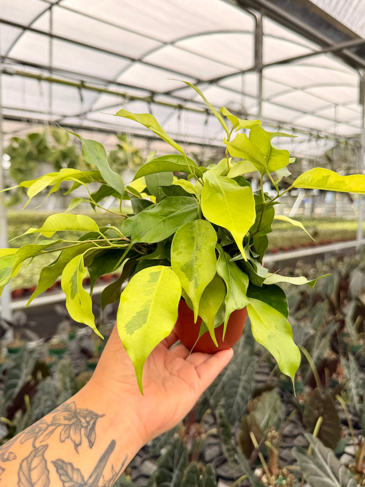 4" Ficus benjamina 'Neon'