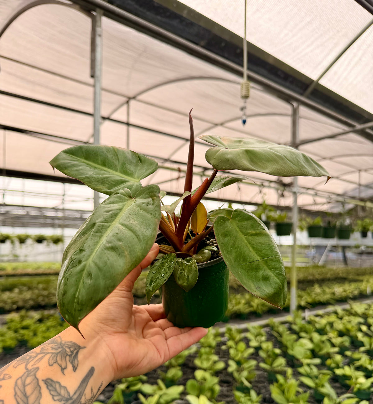 4” Philodendron 'Pink Princess' x billietiae
