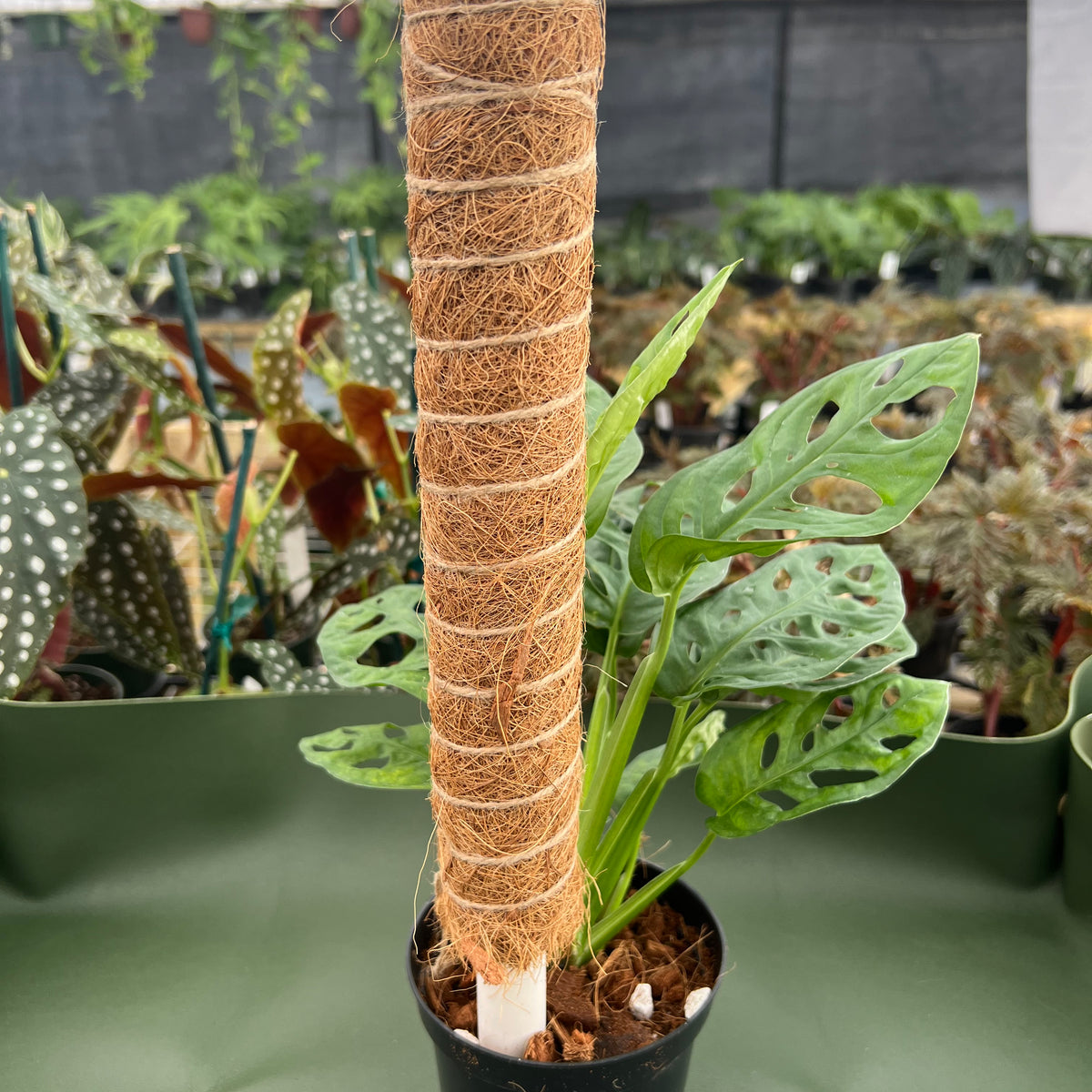 Coco Pole (Totem)