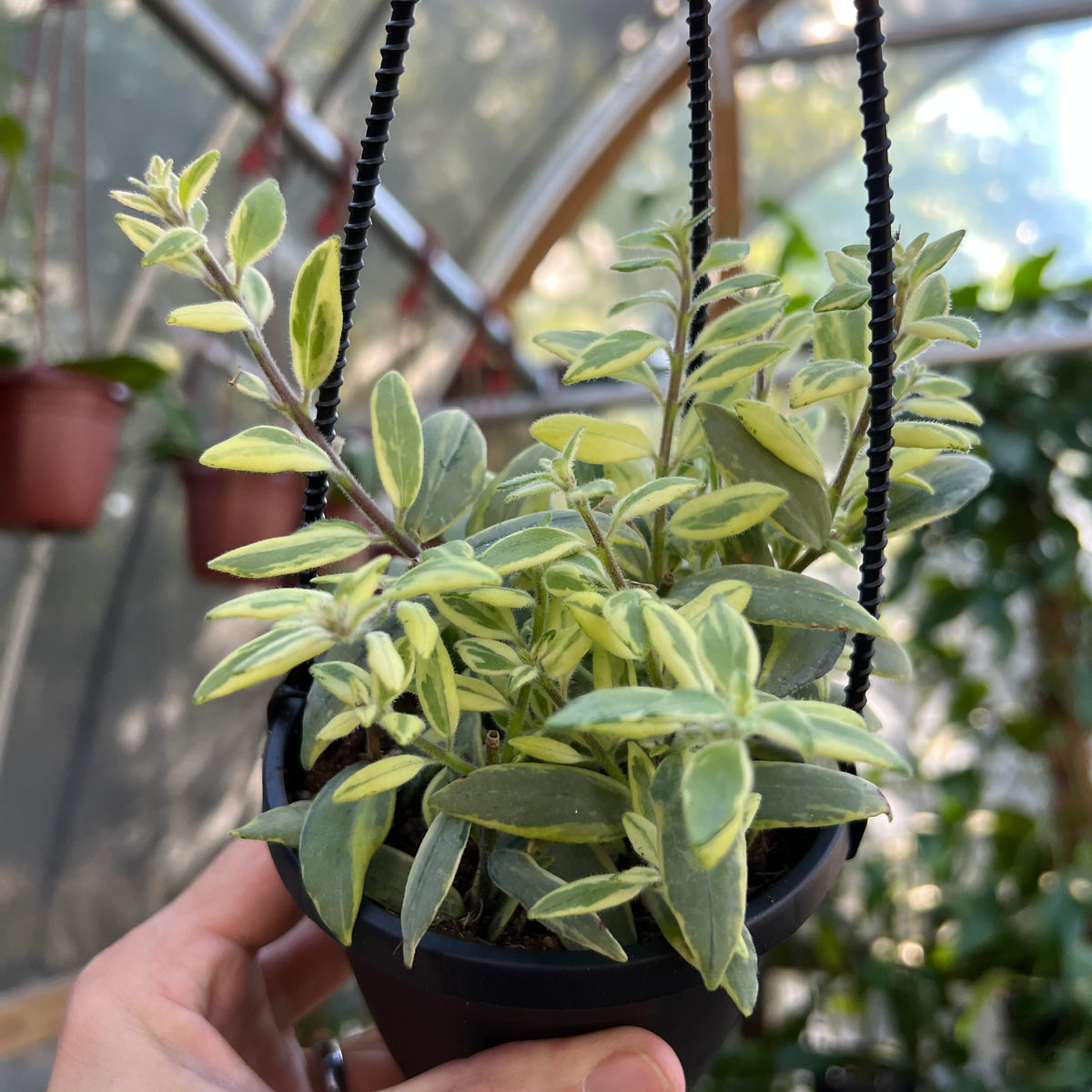 lipstick plant pot size 4" Aeschynanthus Bolero Bicolor 'Lipstick Plant' hanging basket – Canopy Plant Co
