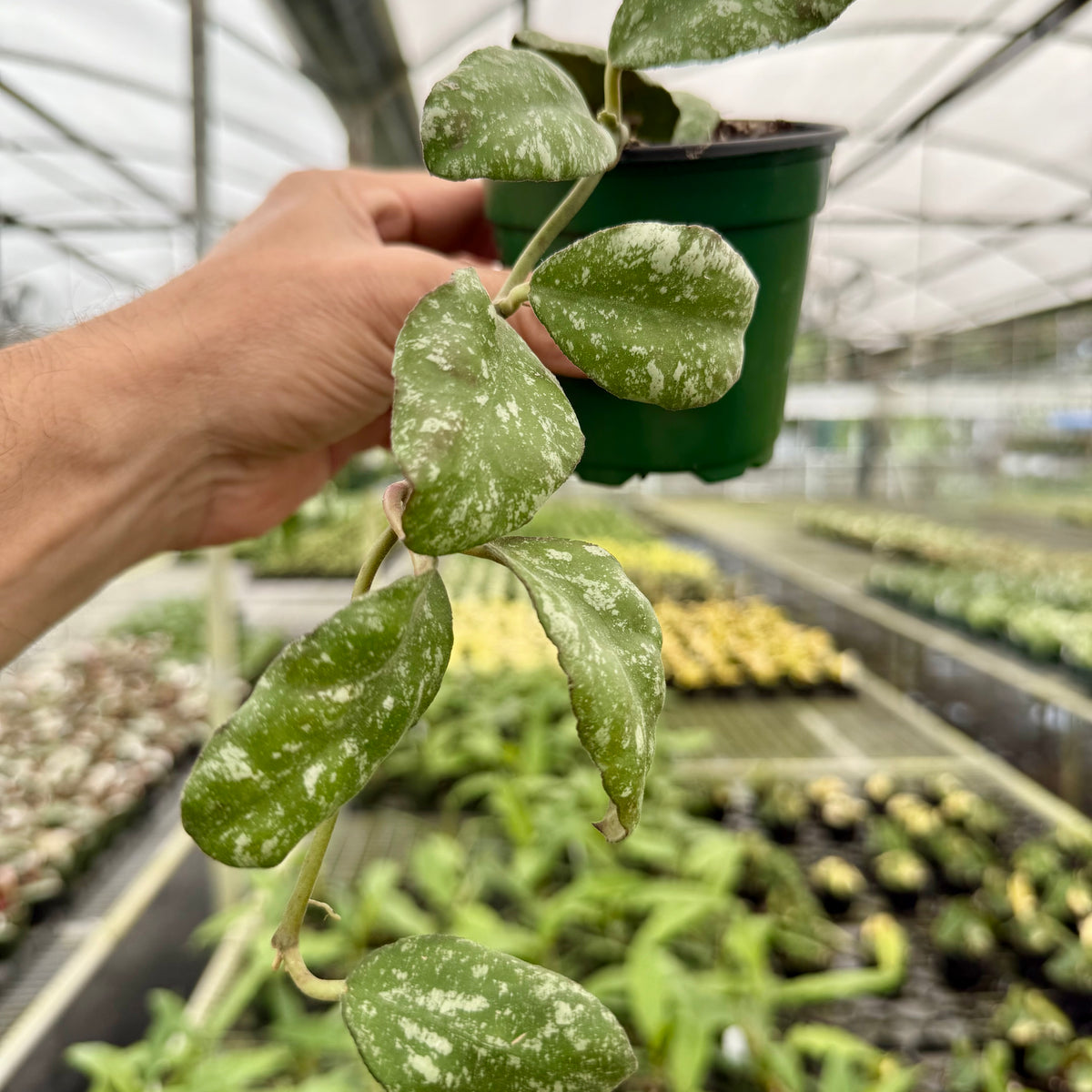 philodendron green sky 4” Hoya waymaniae 'Cloudy Sky' ('Kapuas') – Canopy Plant Co