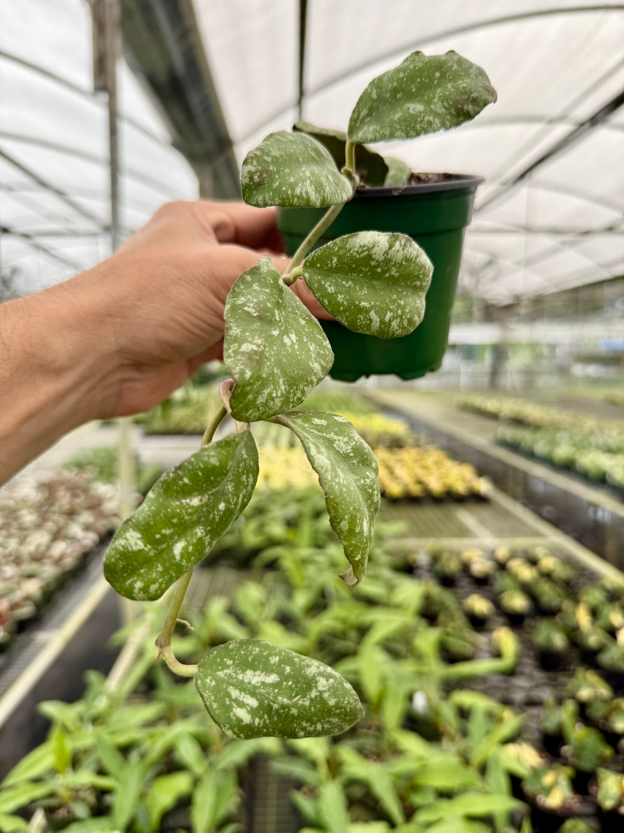 4” Hoya waymaniae 'Cloudy Sky' ('Kapuas')