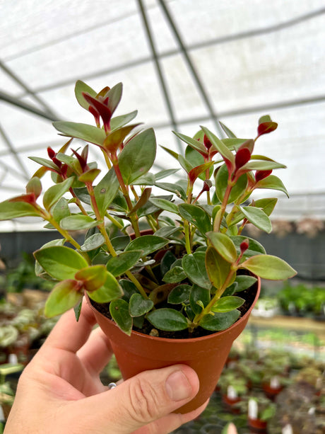 4" Columnea gloriosa (Black Gold) - Canopy Plant Co.