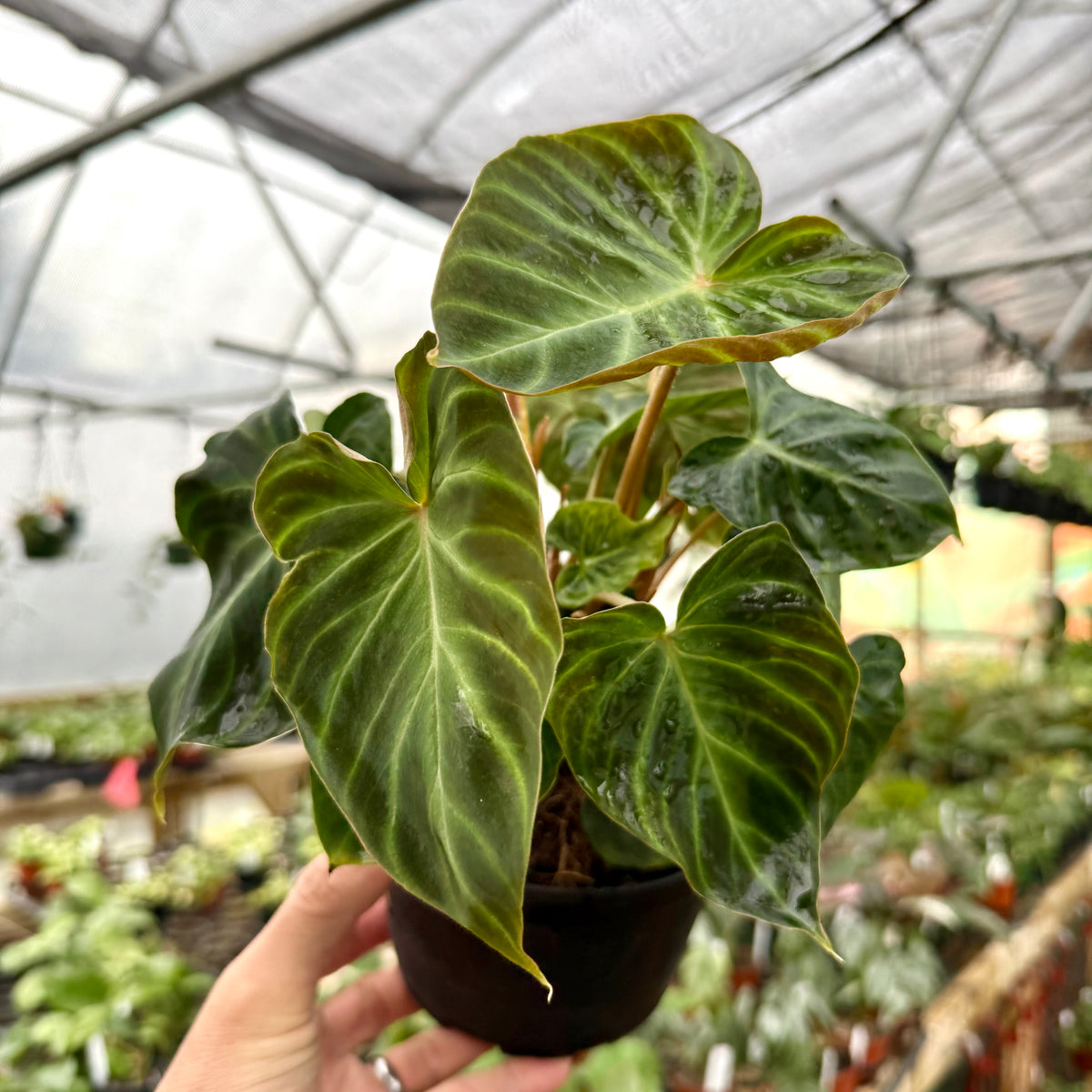 6” Philodendron verrucosum