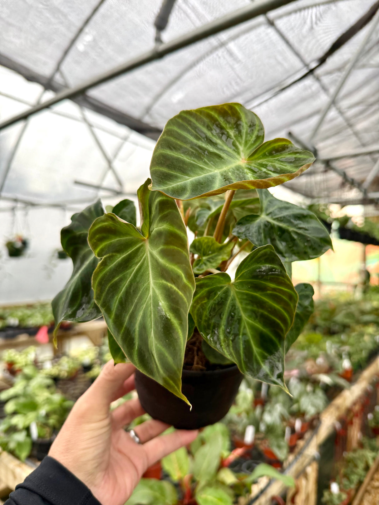 6” Philodendron verrucosum - Canopy Plant Co.