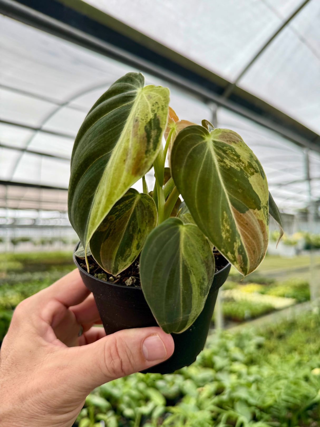 4" Philodendron melanochrysum variegated