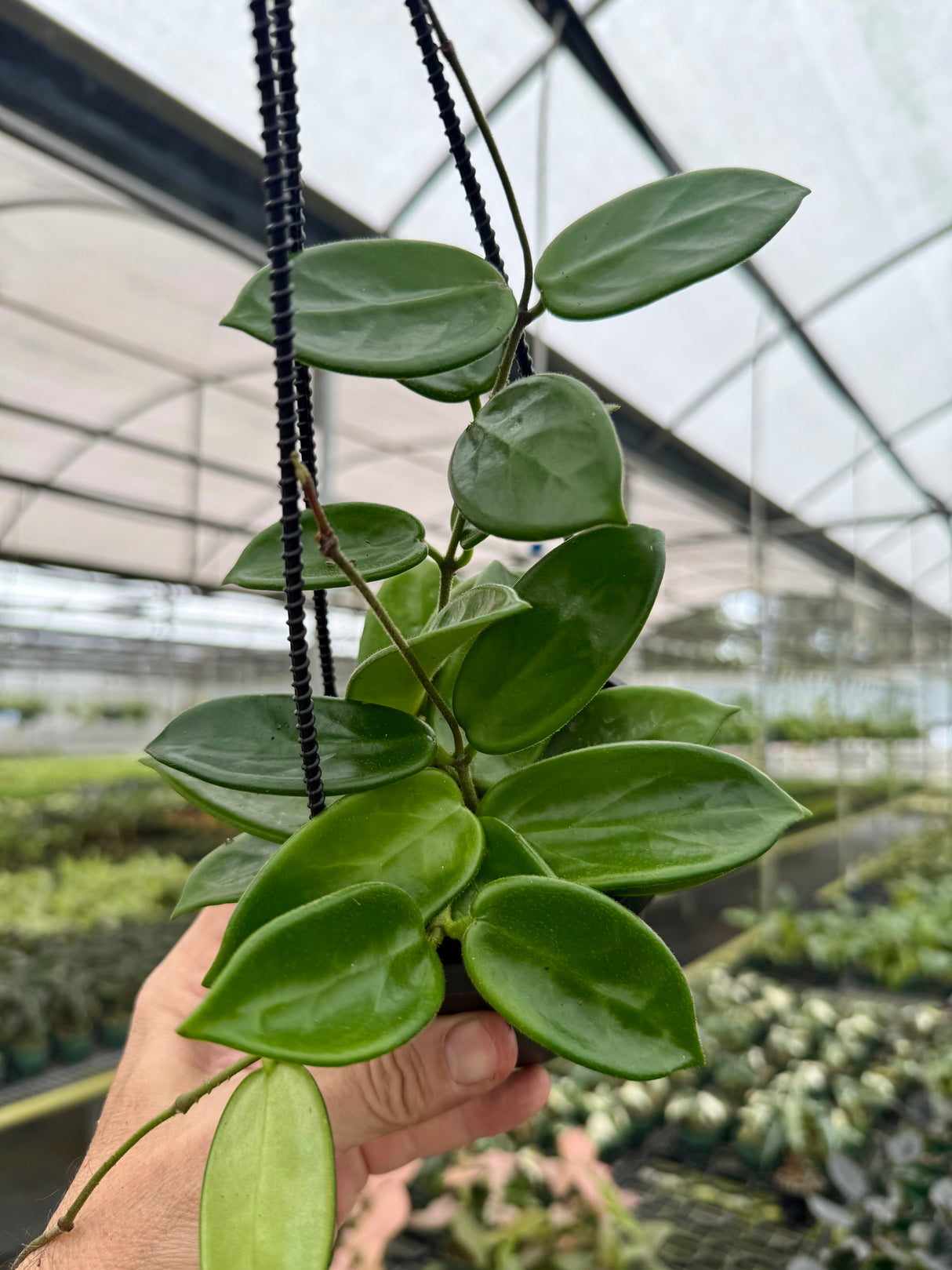 4" Hoya vangviengiensis hanging basket