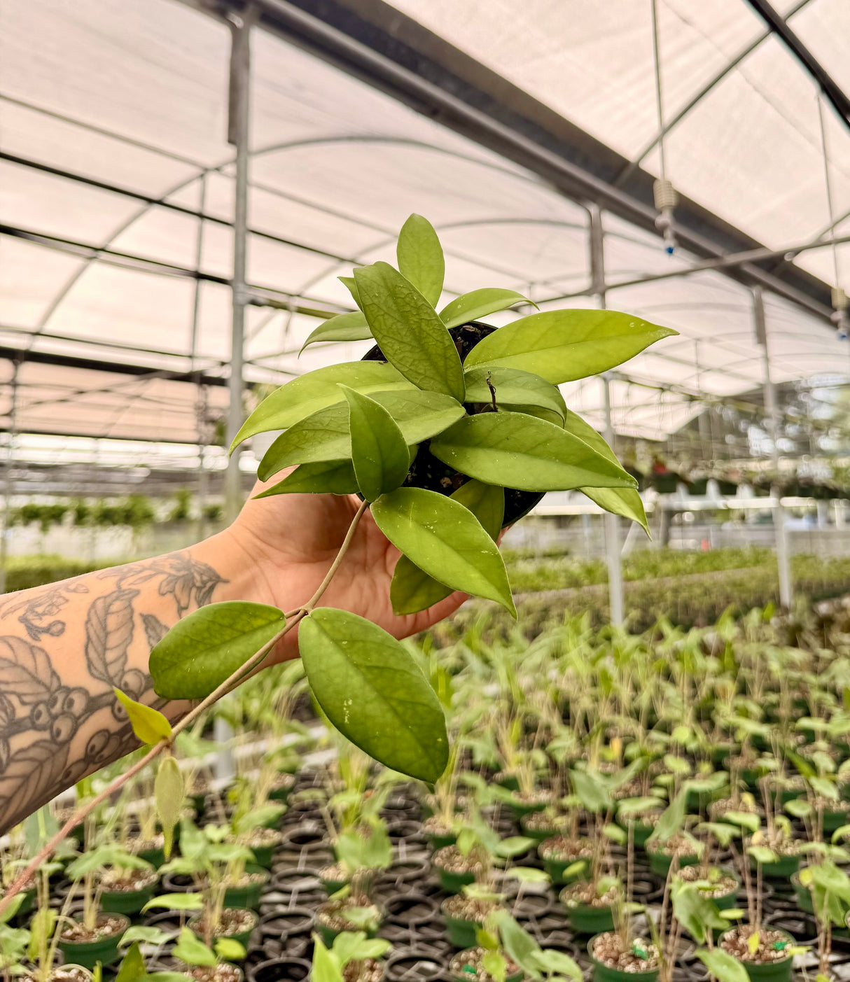 4” Hoya fungii x pubicalyx ‘Royal Hawaiian Purple’ - Canopy Plant Co.