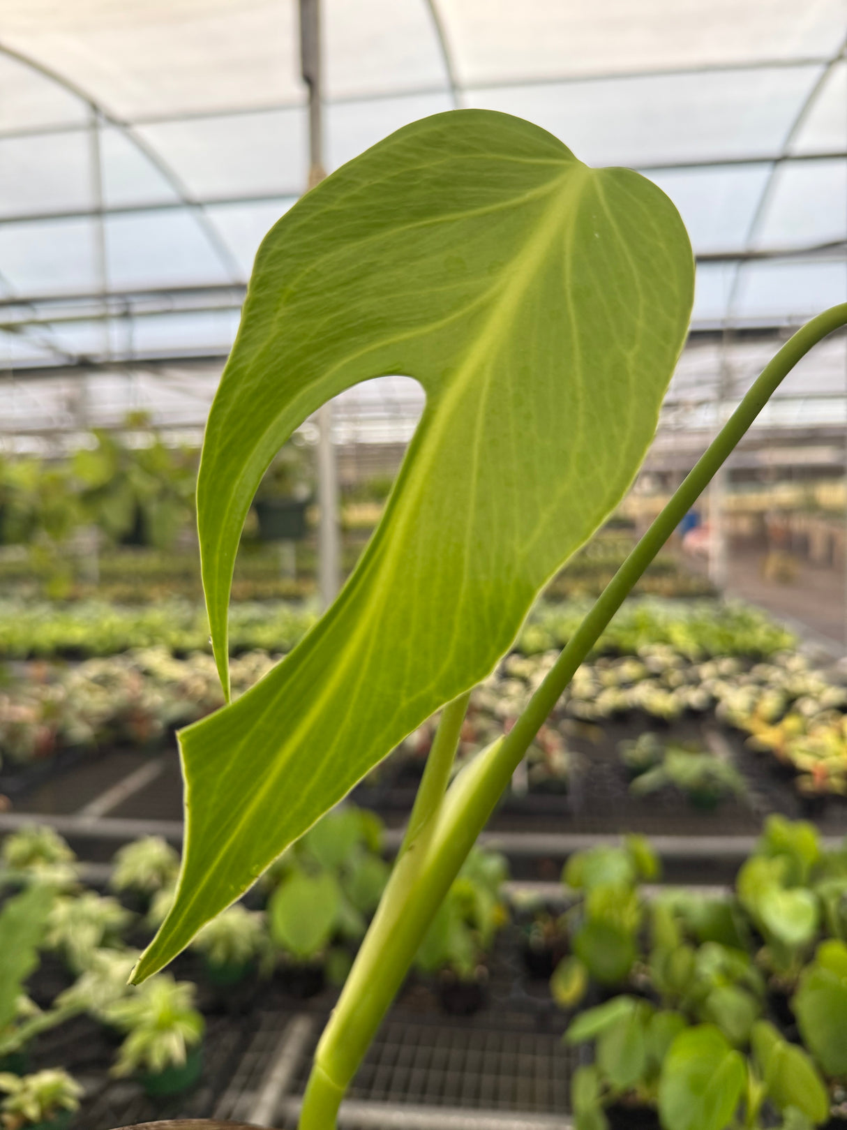 4” Monstera 'Burle Marx Flame'