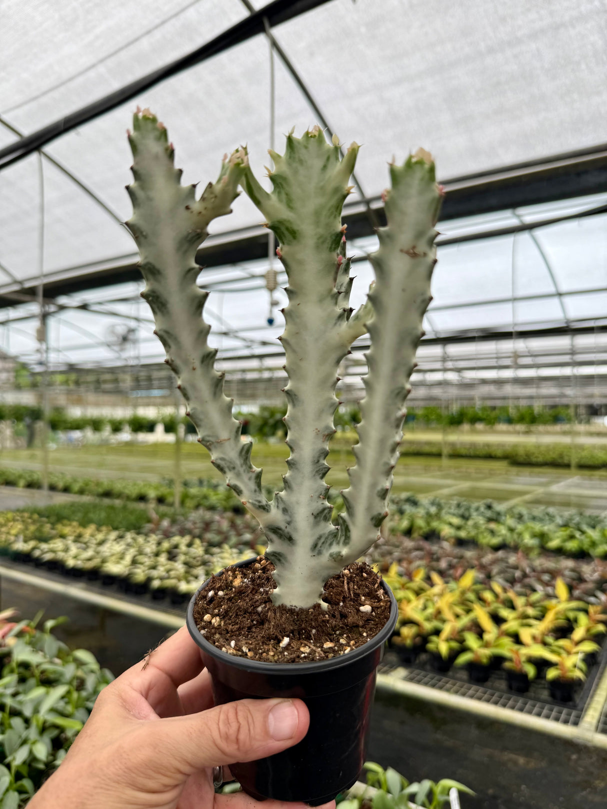 4" Euphorbia lactea 'Ghost Cactus'