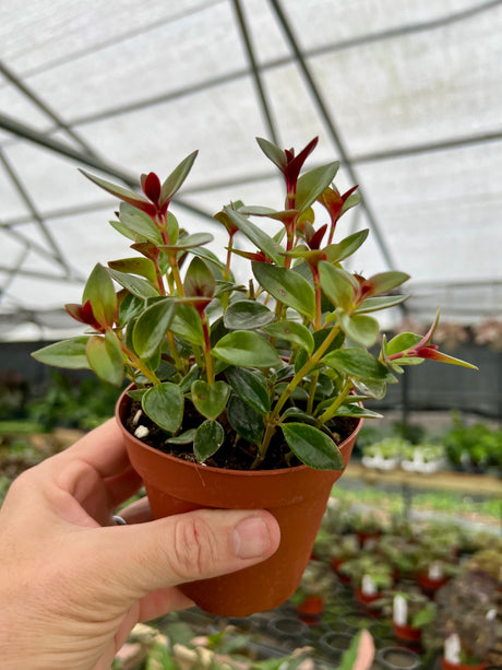 4" Columnea gloriosa (Black Gold) - Canopy Plant Co.