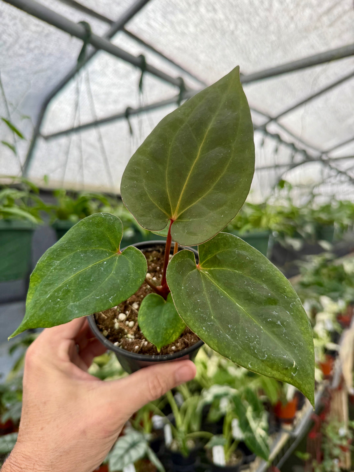 4" Anthurium 'Dark Phoenix' - Canopy Plant Co.
